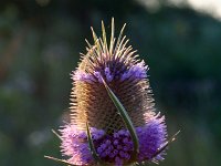 Dipsacus fullonum 14, Grote kaardebol, Saxifraga-Jeroen Willemsen