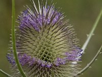Dipsacus fullonum 15, Grote kaardebol, Saxifraga-Willem van Kruijsbergen