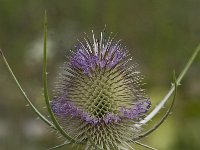 Dipsacus fullonum 16, Grote kaardebol, Saxifraga-Willem van Kruijsbergen