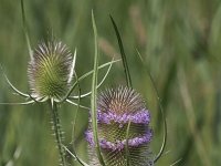 Dipsacus fullonum 19, Grote kaardebol, Saxifraga-Peter Meininger