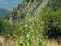 Dipsacus fullonum 2, Grote kaardebol, Saxifraga-Marijke Verhagen