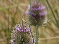 Dipsacus fullonum 21, Grote kaardebol, Saxifraga-Peter Meininger