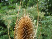 Dipsacus fullonum 22, Grote kaardebol, Saxifraga-Rutger Barendse