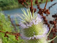 Dipsacus fullonum 23, Grote kaardebol, Saxifraga-Rutger Barendse