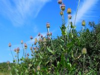 Dipsacus fullonum 24, Grote kaardenbol, Saxifraga-Ed Stikvoort