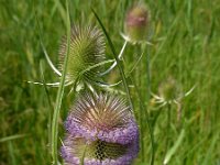 Dipsacus fullonum 29, Grote kaardenbol, Saxifraga-Ed Stikvoort