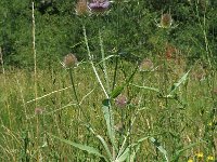 Dipsacus fullonum 3, Grote kaardebol, Saxifraga-Marijke Verhagen