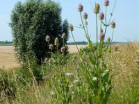 Dipsacus fullonum 36, Grote kaardenbol, Saxifraga-Ed Stikvoort