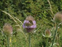 Dipsacus fullonum 4, Grote kaardebol, Saxifraga-Marijke Verhagen