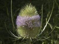Dipsacus fullonum 5, Grote kaardebol, Saxifraga-Marijke Verhagen