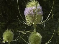 Dipsacus fullonum 6, Grote kaardebol, Saxifraga-Marijke Verhagen