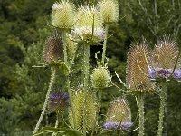 Dipsacus fullonum 7, Grote kaardebol, Saxifraga-Jan van der Straaten