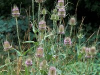 Dipsacus fullonum 8, Grote kaardebol, Saxifraga-Piet Zomerdijk