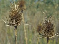 Dipsacus fullonum 9, Grote kaardebol, Saxifraga-Iñigo Sanchez
