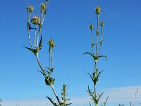 Dipsacus laciniatus 10, Slipbladkaardenbol, Saxifraga-Ed Stikvoort
