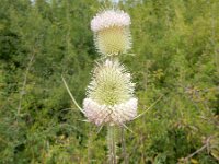 Dipsacus laciniatus 27, Slipbladkaardenbol, Saxifraga-Peter Meininger
