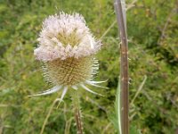 Dipsacus laciniatus 28, Slipbladkaardenbol, Saxifraga-Peter Meininger