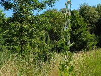 Dipsacus laciniatus 7, Slipbladkaardenbol, Saxifraga-Ed Stikvoort