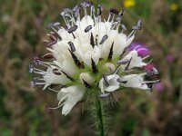 Dipsacus pilosus, Small Teasel