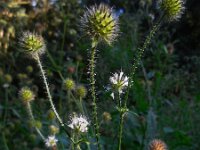 Dipsacus pilosus 10, Kleine kaardenbol, Saxifraga-Ed Stikvoort