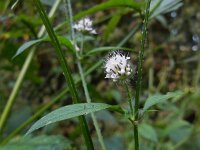 Dipsacus pilosus 14, Kleine kaardenbol, Saxifraga-Ed Stikvoort