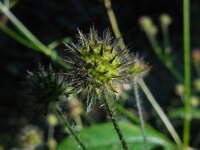 Dipsacus pilosus 16, Kleine kaardenbol, Saxifraga-Ed Stikvoort