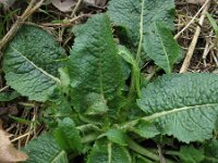 Dipsacus pilosus 2, Kleine kaardenbol, Saxifraga-Rutger Barendse