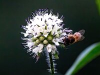 Dipsacus pilosus 23, Kleine kaardenbol, Saxifraga-Bart Vastenhouw