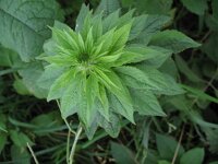 Dipsacus pilosus 4, Kleine kaardenbol, Saxifraga-Rutger Barendse