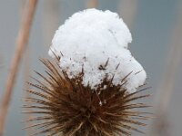 Dipsacus pilosus 6, Kleine kaardenbol, Saxifraga-Bart Vastenhouw