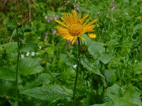 Doronicum austriacum 10, Saxifraga-Ed Stikvoort : Col de la Loge en Sagne Bourrue en La Pigne s9900