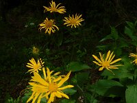 Doronicum austriacum 11, Saxifraga-Ed Stikvoort : 12 juni 2024 Col du Béal en richting Chamazel