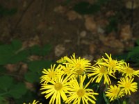 Doronicum austriacum 2, Saxifraga-Jasenka Topic