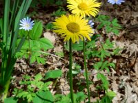 Doronicum columnae 3, Kale voorjaarszonnebloem, Saxifraga-Ed Stikvoort
