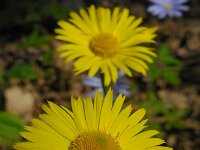 Doronicum columnae 7, Kale voorjaarszonnebloem, Saxifraga-Ed Stikvoort