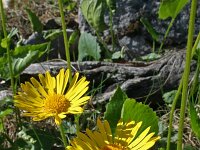 Doronicum columnae 8, Kale voorjaarszonnebloem, Saxifraga-Jeroen Willemsen