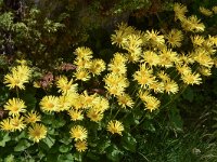 Doronicum columnae 9, Kale voorjaarszonnebloem, Saxifraga-Harry Jans  Doronicum columnae