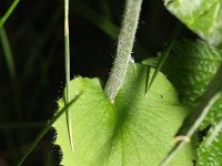 Doronicum pardalianches 13, Hartbladzonnebloem, Saxifraga-Rutger Barendse