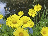 Flowering Leopard's-bane (Doronicum pardaliances)  Flowering Leopard's-bane (Doronicum pardaliances) : flower, flowers, color, plant, nature, natural, flora, floral, summer, summertime, growth, nobody, no people, vascular plant, outside, outdoor, outdoors, wildflower, flowering, Leopard's-bane, Doronicum pardaliances, yellow, beauty, beauty in nature, bud, buds, close-up