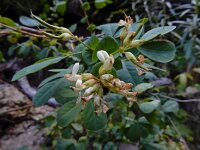 Dorycnium eriophthalmum 6, Saxifraga-Ed Stikvoort