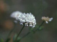 Dorycnium germanicum 1, Saxifraga-Jan van der Straaten