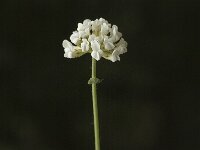 Dorycnium herbaceum,Herb Canary Clover