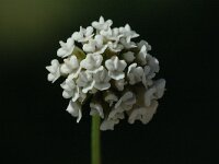 Dorycnium herbaceum 2, Saxifraga-Marijke Verhagen