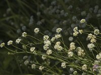 Dorycnium herbaceum 4, Saxifraga-Jan van der Straaten