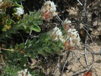 Dorycnium hirsutum 1, Saxifraga-Jan van der Straaten