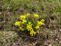 Draba aizoides 50, Saxifraga-Hans Grotenhuis