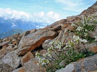 Draba siliquosa