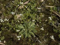 Draba verna 1, Saxifraga-Willem van Kruijsbergen