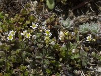 Draba verna 2, Saxifraga-Willem van Kruijsbergen