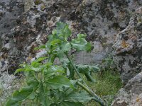 Dracunculus vulgaris 10, Drakenwortel,  Saxifraga-Dirk Hilbers